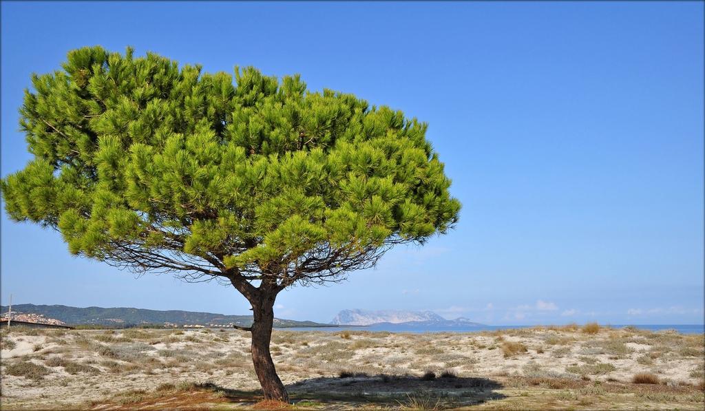 Appartamenti Le Magnolie Будоні Екстер'єр фото